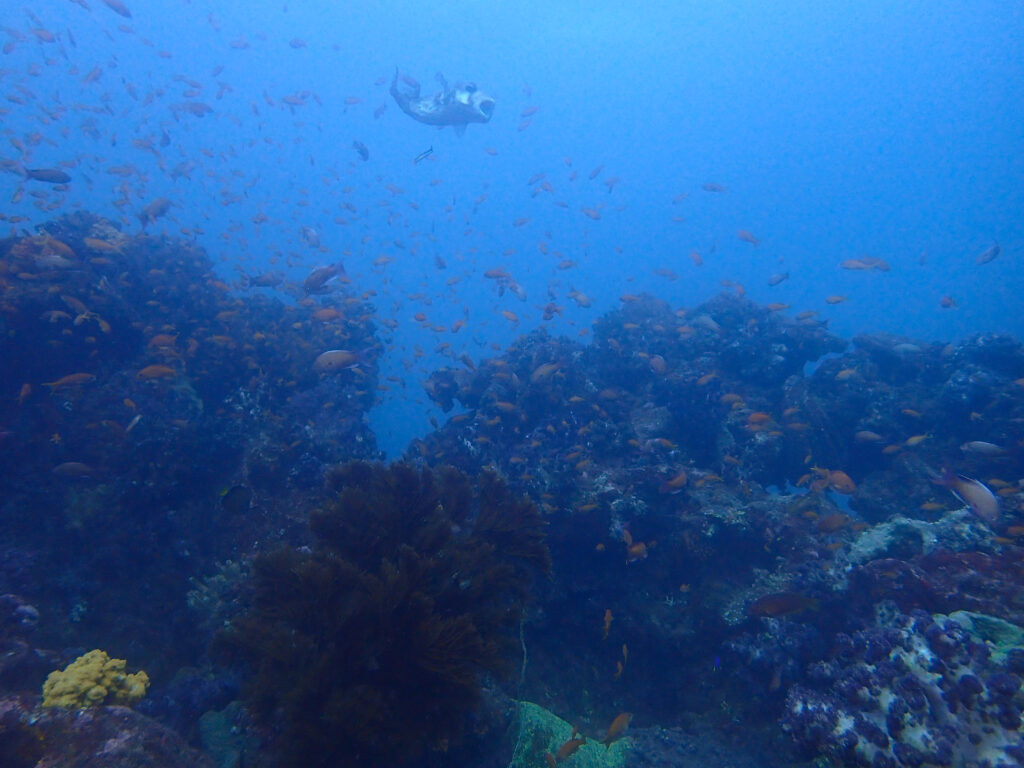 土肥ダイビング 小下田 とび島沖