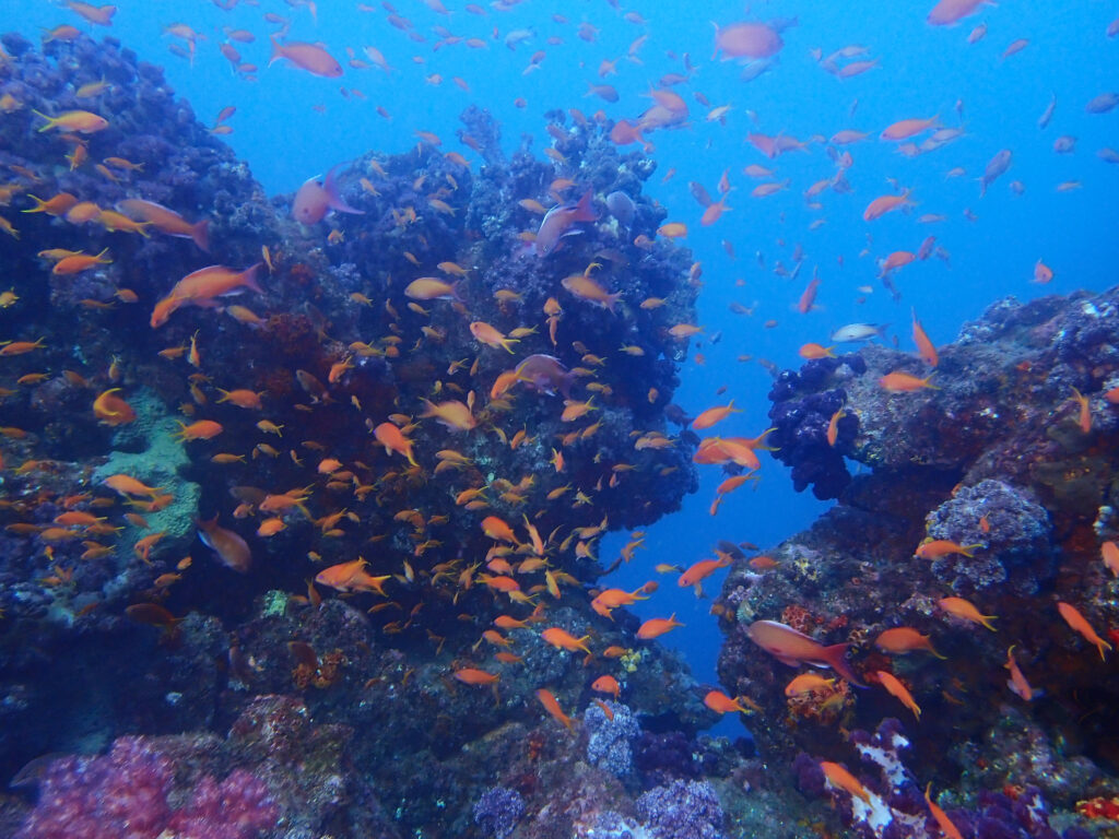 土肥ダイビング 小下田 とび島沖
