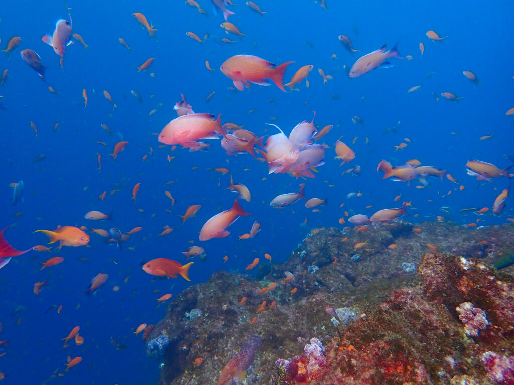 土肥ダイビング 小下田 とび島沖