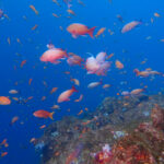 土肥ダイビング　小下田　とび島沖　