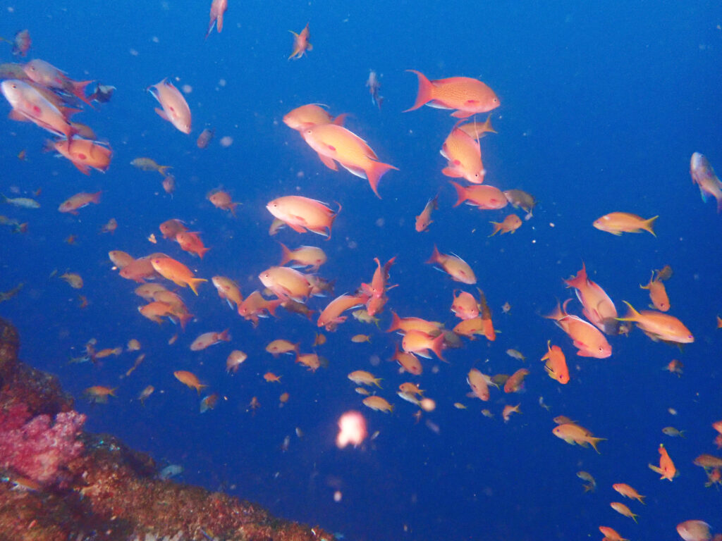 土肥ダイビング 小下田 とび島沖