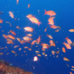 土肥ダイビング　小下田　とび島沖