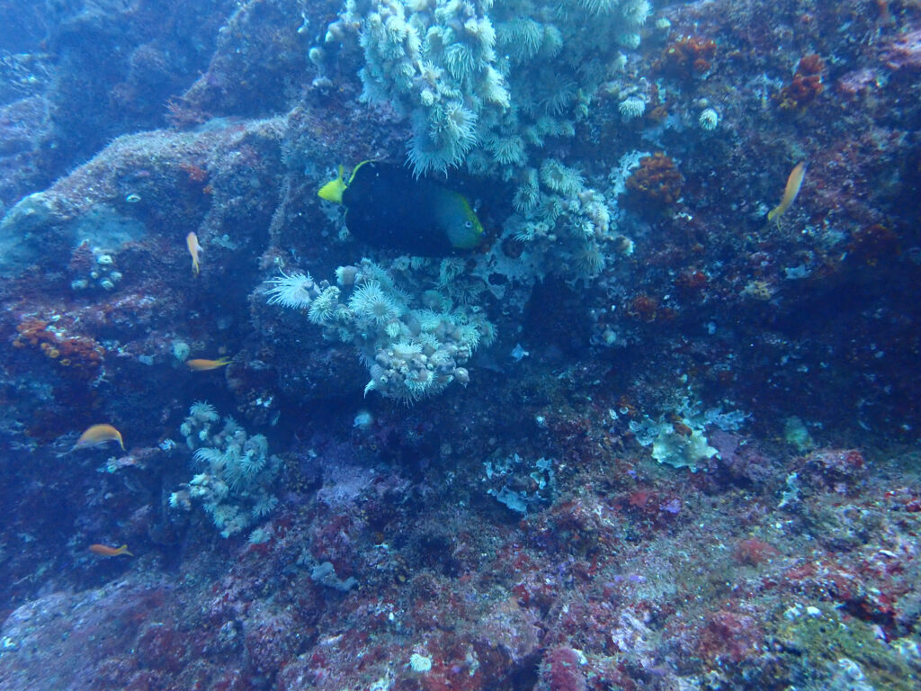 土肥ダイビング 小下田 とび島沖 キヘリキンチャクダイ