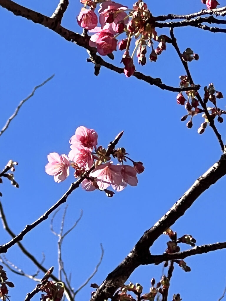 土肥桜