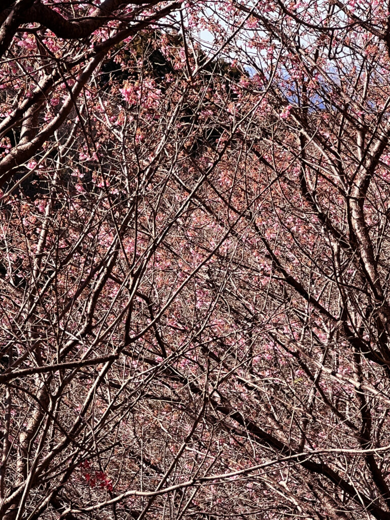 里山園地　土肥桜