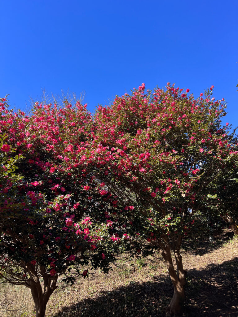 椿満開　里山園地