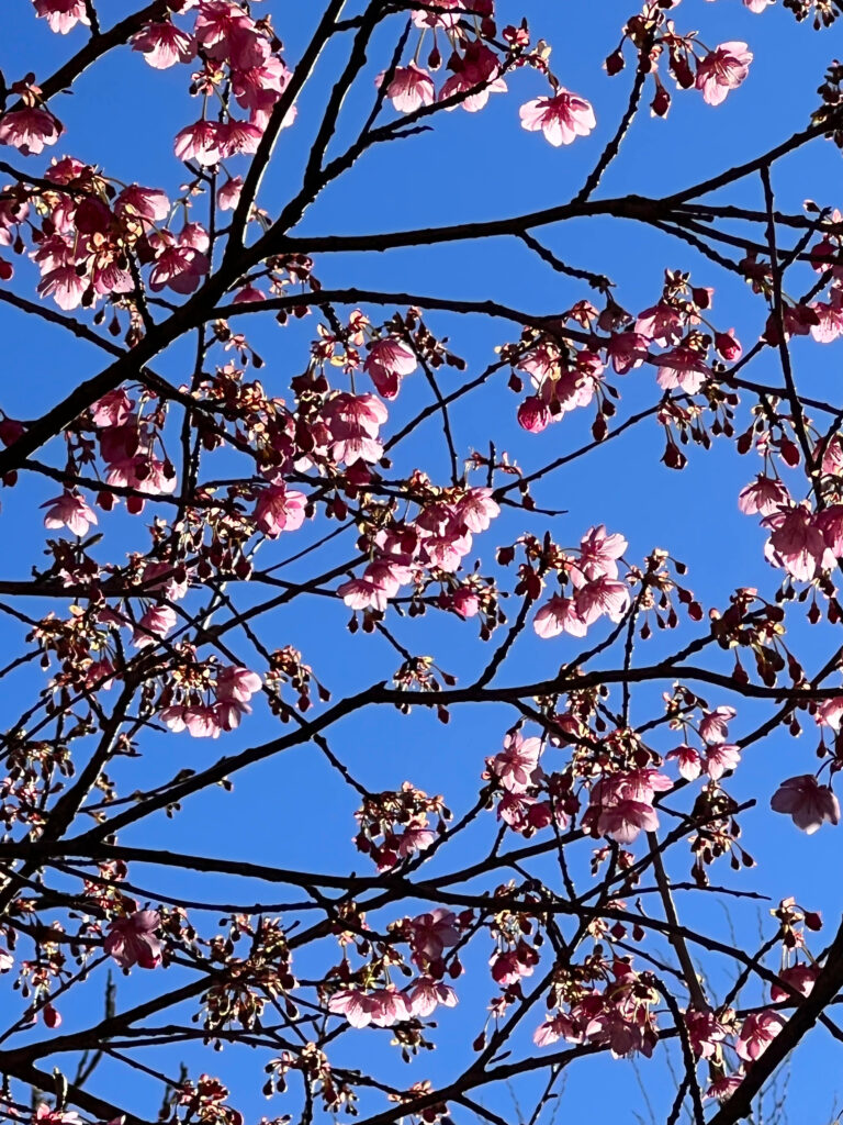土肥桜　里山園地