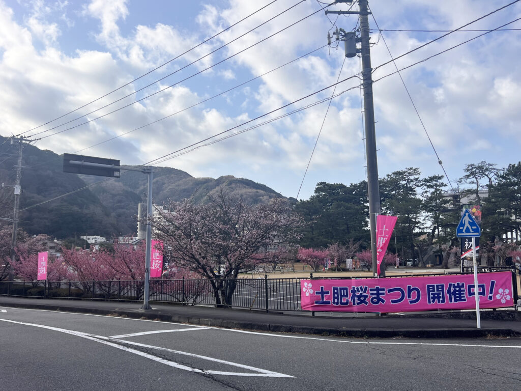 伊豆市土肥　土肥桜まつり　