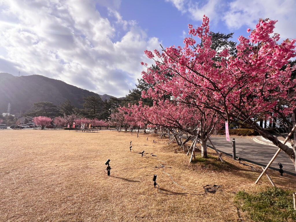 伊豆市土肥　土肥桜まつり　