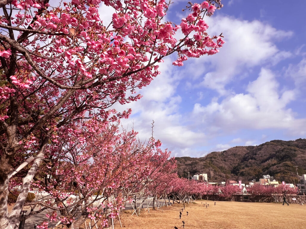 伊豆市土肥　土肥桜まつり　