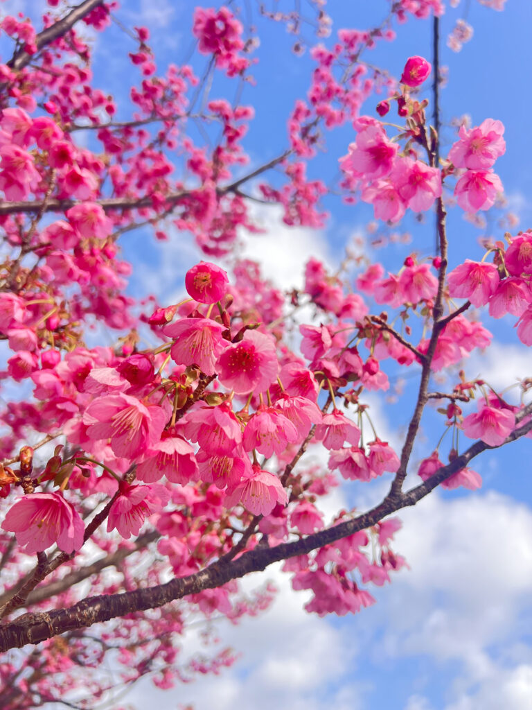 伊豆市土肥　土肥桜まつり　