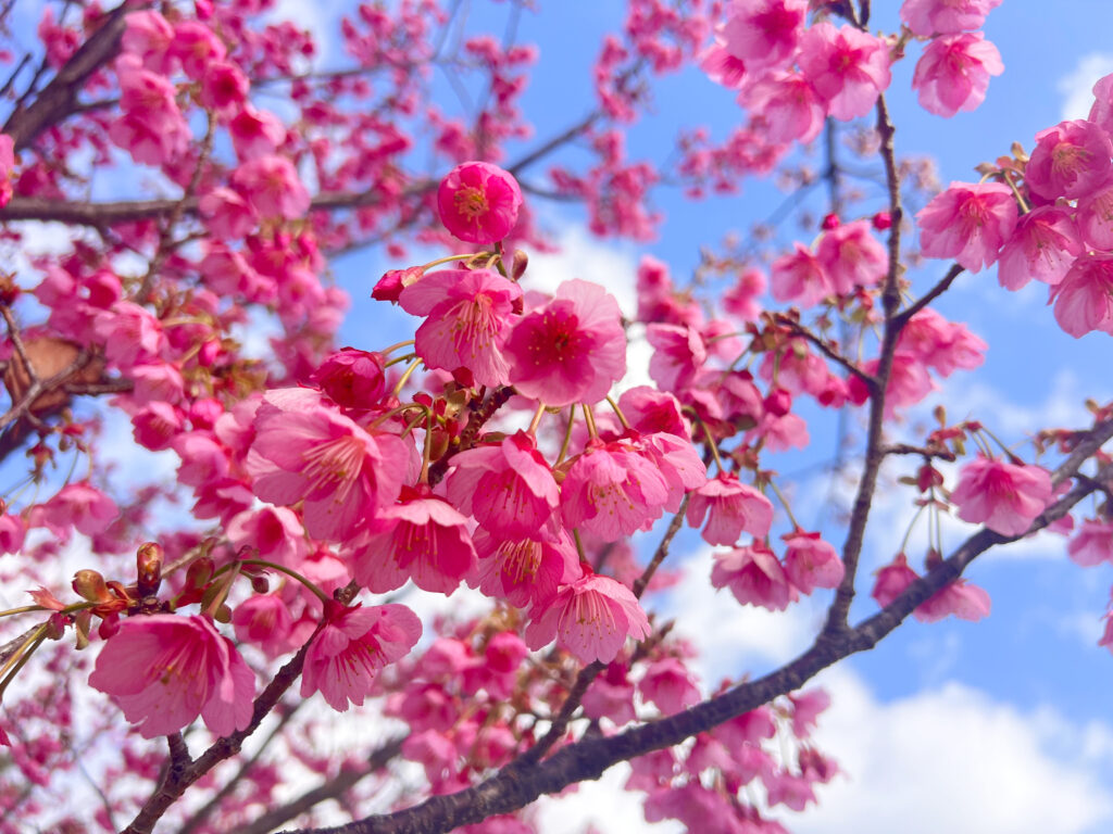 伊豆市土肥　土肥桜まつり　