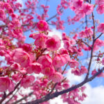 伊豆市土肥　土肥桜まつり　