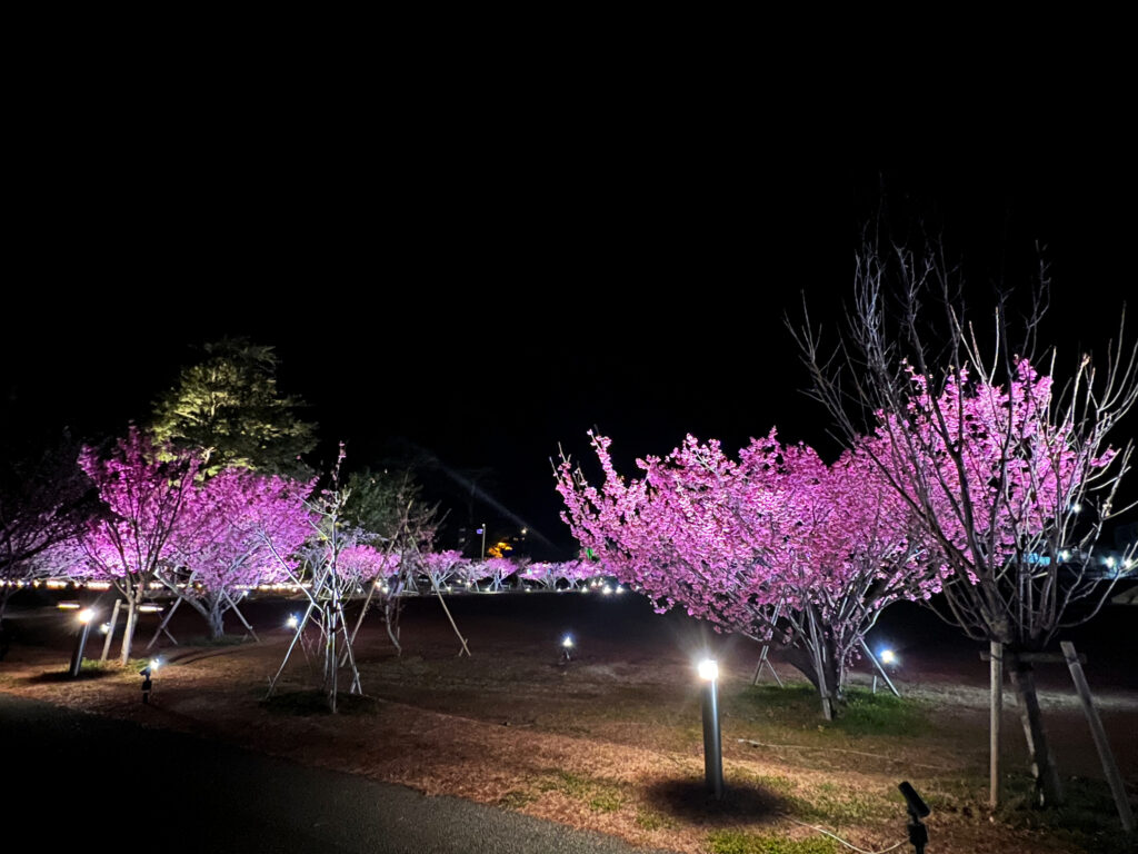 伊豆市土肥　土肥桜まつり　