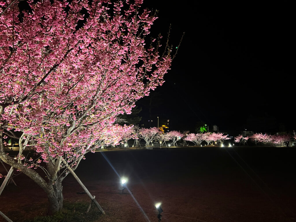伊豆市土肥　土肥桜まつり　