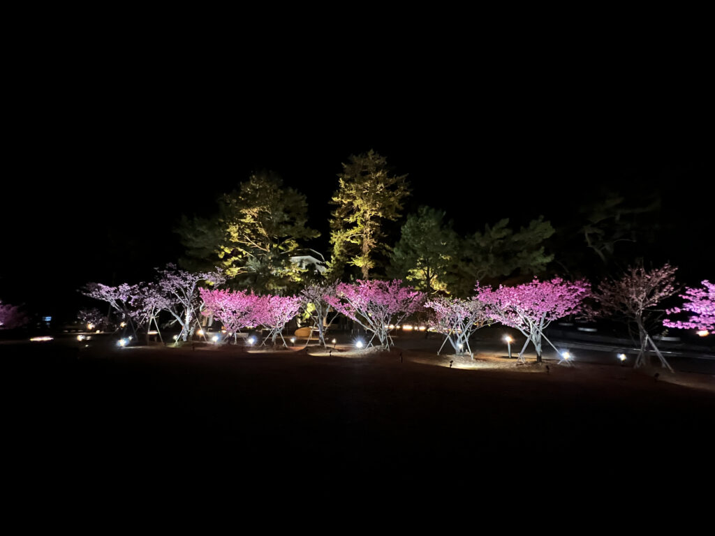 伊豆市土肥　土肥桜まつり　