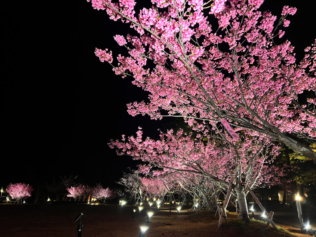 伊豆市土肥　土肥桜まつり　