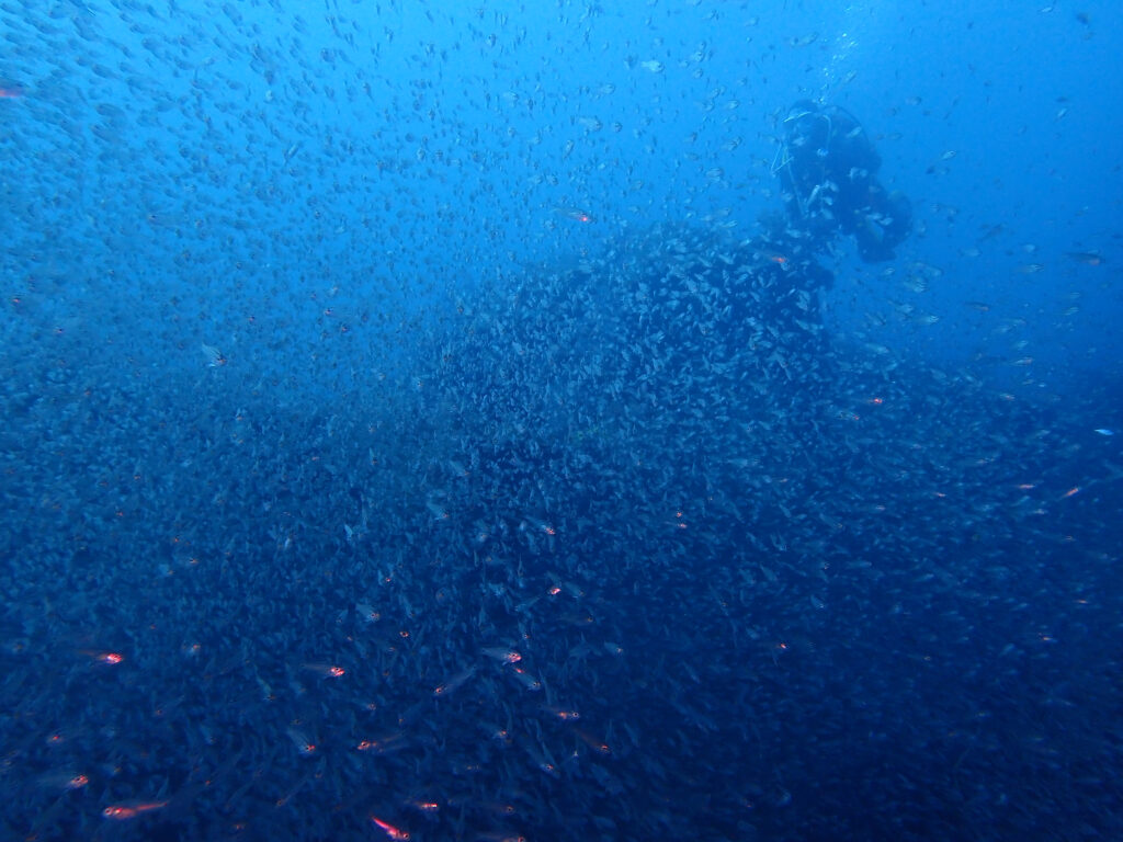 土肥ダイビング　八木沢沖魚礁