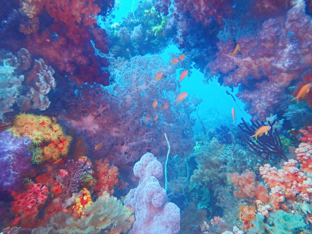 土肥ダイビング　八木沢沖魚礁