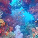 土肥ダイビング　八木沢沖魚礁