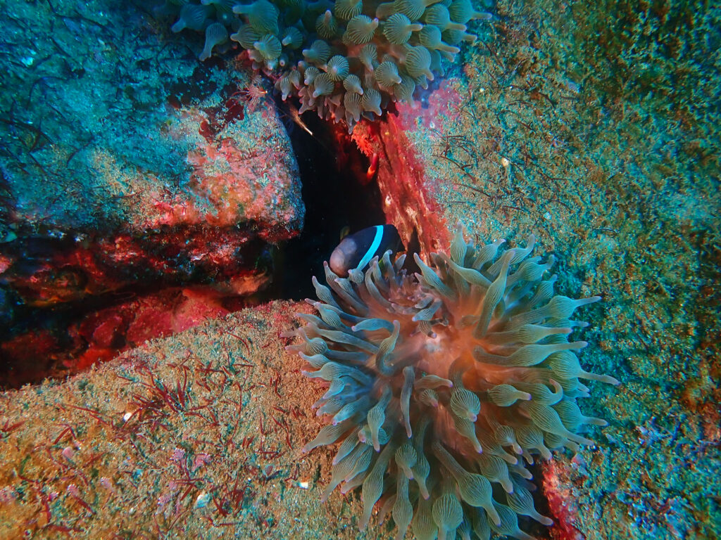 土肥ダイビング　八木沢沖魚礁　寒そうなクマノミくん