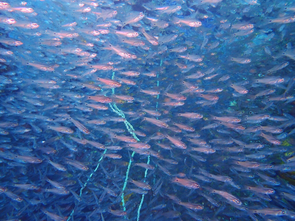 土肥ダイビング　八木沢沖魚礁