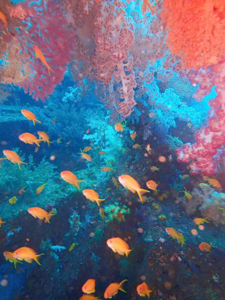 土肥ダイビング　八木沢沖魚礁