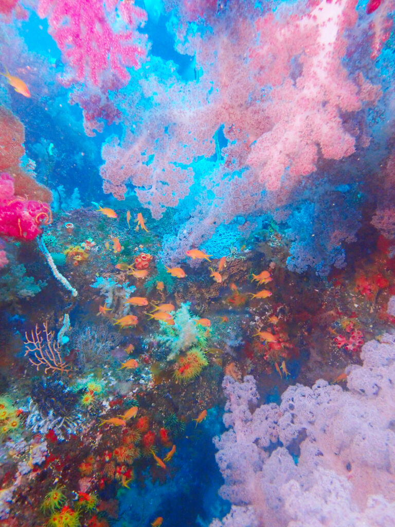 土肥ダイビング　八木沢沖魚礁