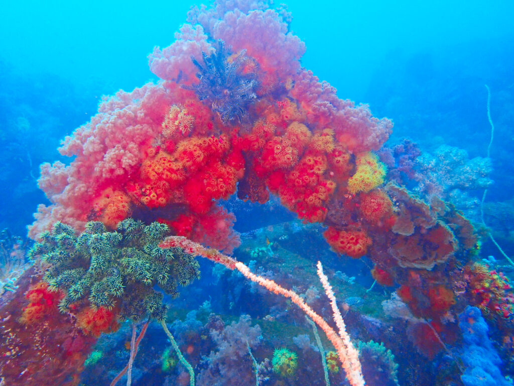 土肥ダイビング　八木沢沖魚礁