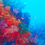 土肥ダイビング　八木沢沖魚礁