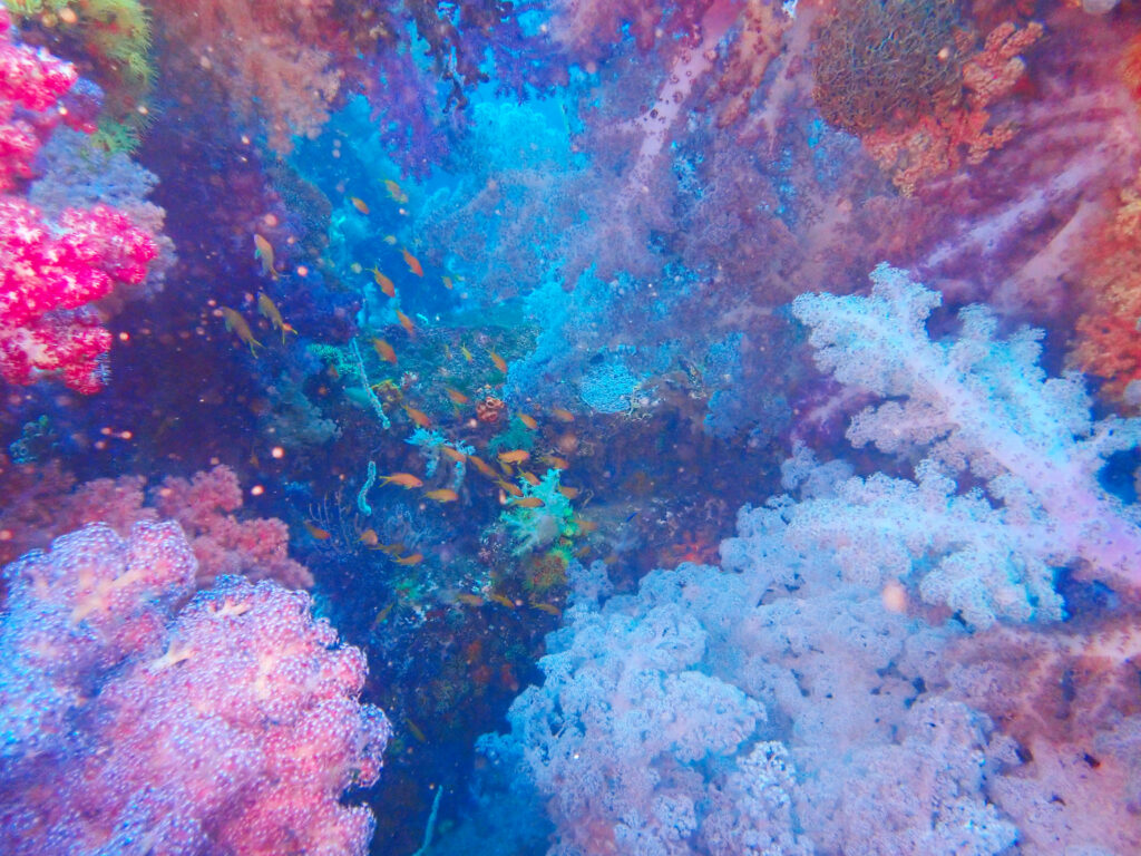 土肥ダイビング　八木沢沖魚礁