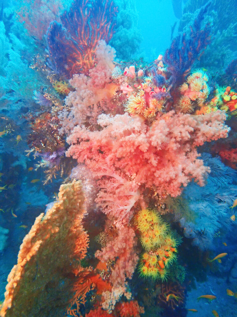 土肥ダイビング　八木沢沖魚礁