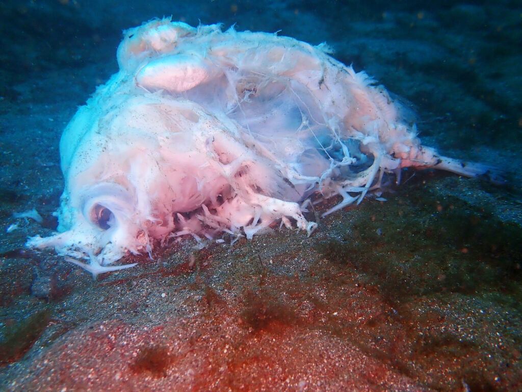 土肥ダイビング　通り崎　通り崎ビーチ　イシガキフグの死骸