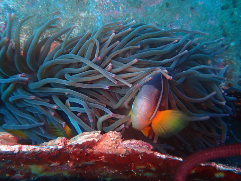 土肥ダイビング　通り崎　通り崎ビーチ沈船　底水温でも頑張るクマノミくん