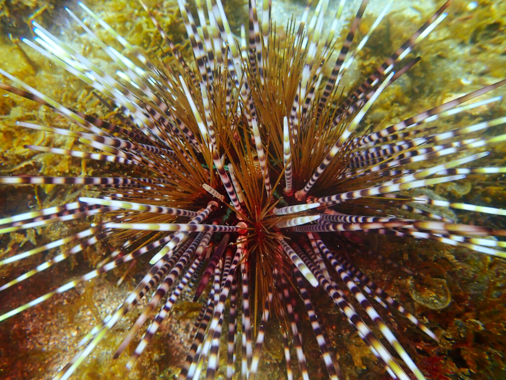 土肥ダイビング　通り崎　通り崎ビーチ　トックリガンガゼモドキ