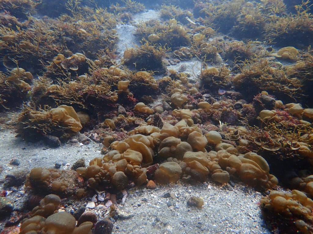 土肥ダイビング　通り崎　通り崎ビーチ　フクロノリ