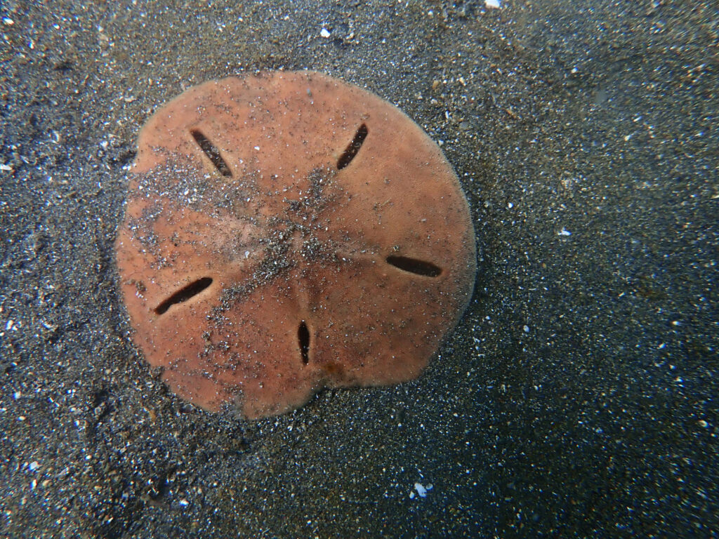 土肥ダイビング　通り崎　通り崎ビーチ スカシカシパン