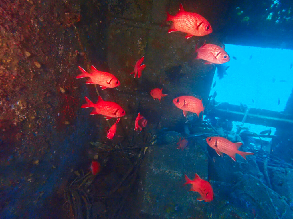 土肥ダイビング　通り崎　通り崎沈船エリア　大型沈船　アカマツカサ