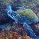 土肥ダイビング　通り崎お花畑　ウミガメくん