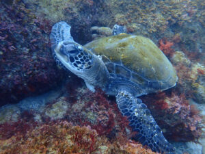 土肥ダイビング　通り崎お花畑　ウミガメくん