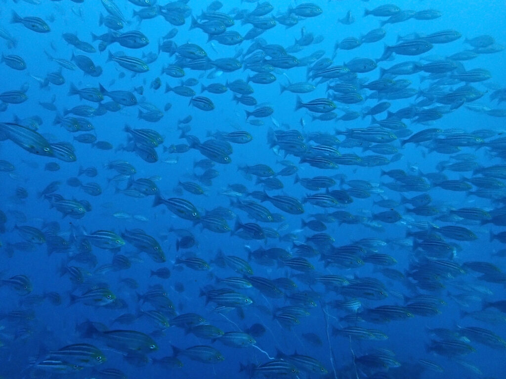 土肥ダイビング　通り崎お花畑　イサキ群れ