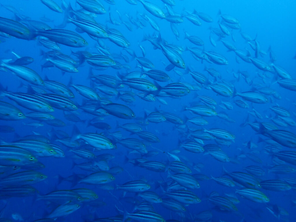 土肥ダイビング　通り崎お花畑　イサキ群れ