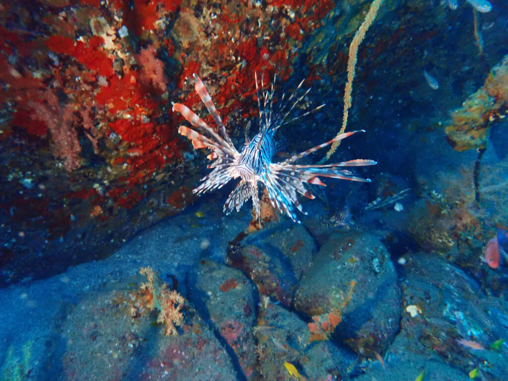 土肥ダイビング　通り崎お花畑　