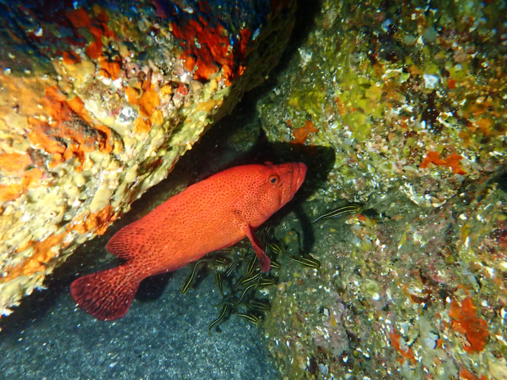 土肥ダイビング　通り崎お花畑　アザハタ太郎