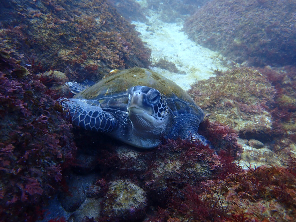 土肥ダイビング　通り崎お花畑　ウミガメくん