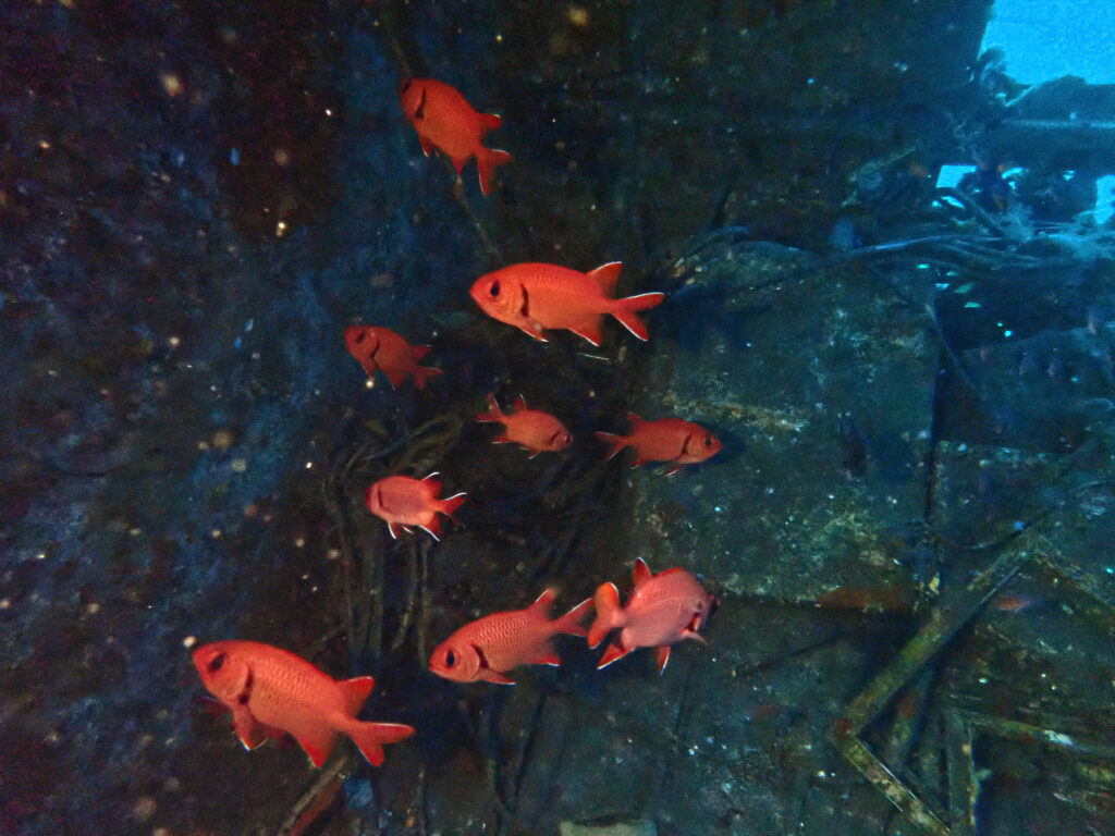 土肥ダイビング　通り崎沈船　大型沈船