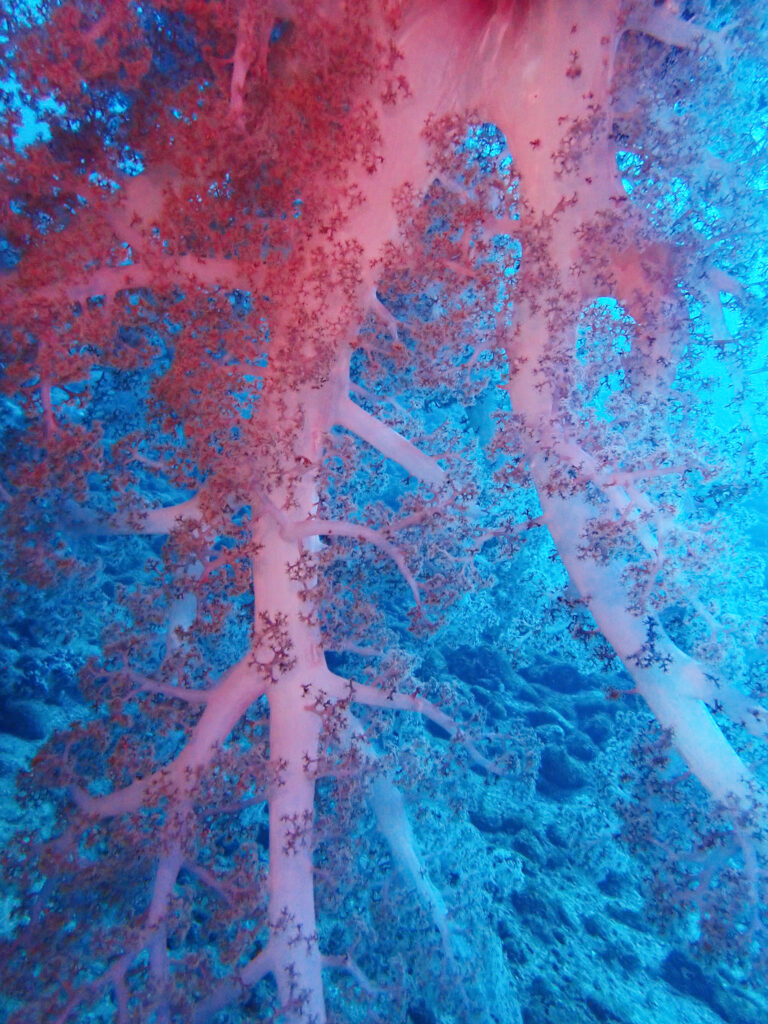 土肥ダイビング　通り崎沈船　大型沈船