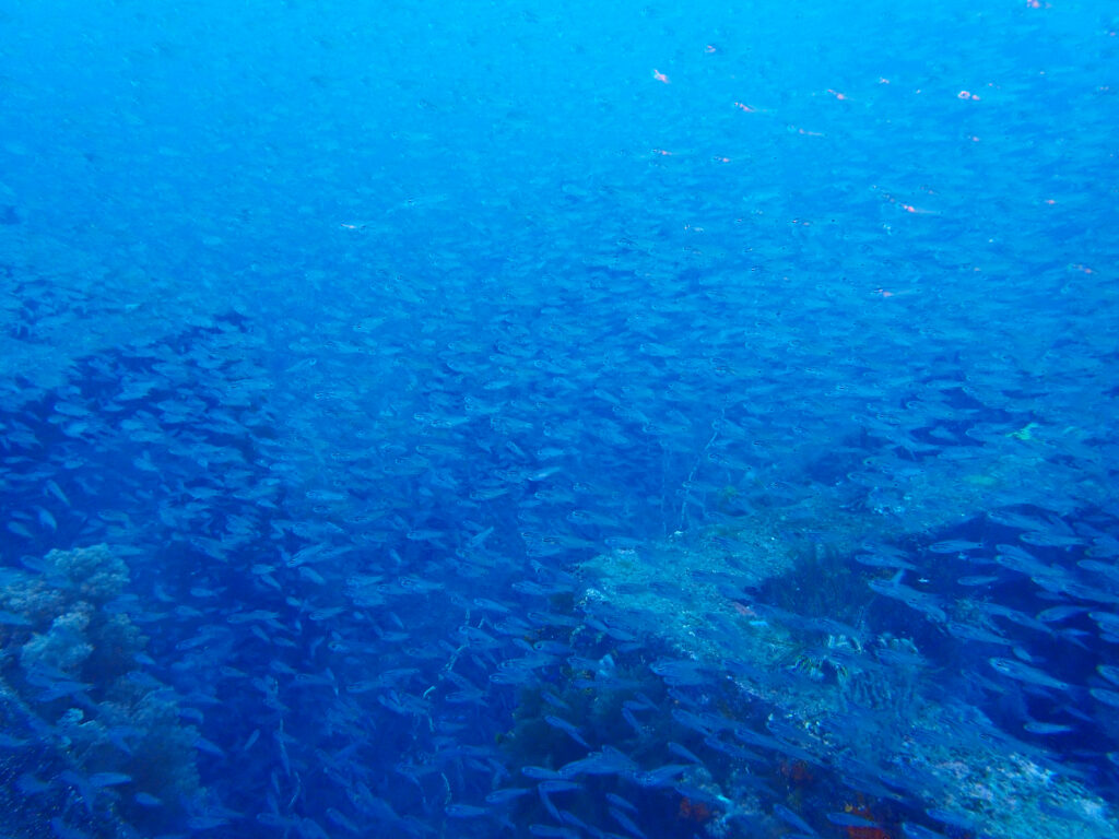 土肥ダイビング　八木沢沖魚礁