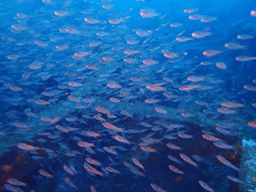 土肥ダイビング　八木沢沖魚礁
