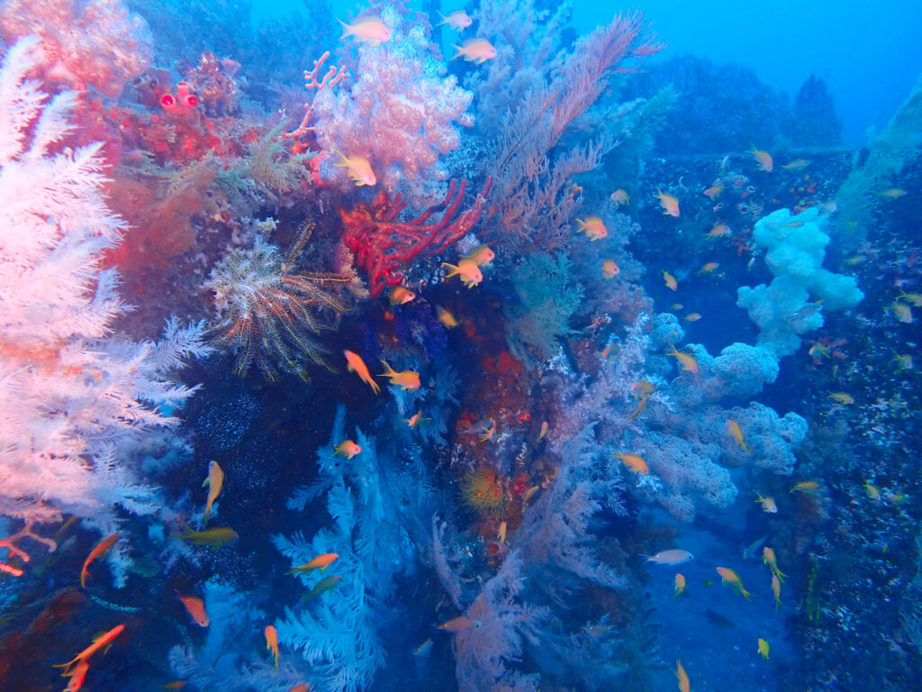 土肥ダイビング　八木沢沖魚礁